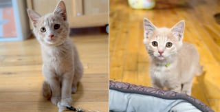 Illustration de l'article : Un chaton errant paniqué se cache dans une roue pour échapper au danger mais fait une rencontre qui change sa vie