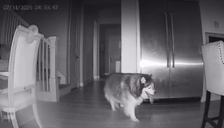 Illustration de l'article : Une famille découvre un chien inconnu au petit matin et comprend qu’il a passé la nuit chez elle en regardant les vidéos de surveillance (vidéo) 