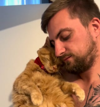 Illustration de l'article : Après 10 ans de vie dans la rue, ce chat âgé bave de bonheur en recevant des câlins (vidéo) 