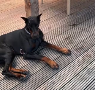 Illustration de l'article : Ce Dobermann garde son calme lorsqu'un papillon se pose sur sa truffe et offre une séquence attendrissante (vidéo)