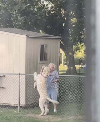 Illustration de l'article : « Merci d'avoir immortalisé ça », un chien partage un rituel adorable avec sa voisine et continue de l’attendre chaque jour après son décès (vidéo)