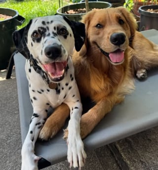 Illustration de l'article : "Il avait vraiment besoin d’un câlin de sa meilleure amie", une chienne attentionnée reste aux côtés de son meilleur ami canin pendant sa convalescence (vidéo)