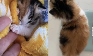 Illustration de l'article : Trouvée seule sous une maison, cette chatonne étonne tout le monde en développant un sens aigu du contact humain après son sauvetage