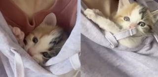 Illustration de l'article : Trouvée seule sous une maison, cette chatonne étonne tout le monde en développant un sens aigu du contact humain après son sauvetage