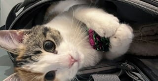 Illustration de l'article : Trouvée seule sous une maison, cette chatonne étonne tout le monde en développant un sens aigu du contact humain après son sauvetage