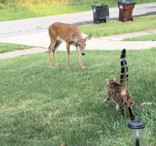 Illustration de l'article : Ce chat Bengal et cette biche sauvage se retrouvent chaque jour pour un échange rempli de douceur (vidéo)