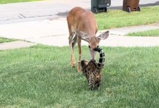 Illustration de l'article : Ce chat Bengal et cette biche sauvage se retrouvent chaque jour pour un échange rempli de douceur (vidéo)