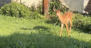 Illustration de l'article : Ce chat Bengal et cette biche sauvage se retrouvent chaque jour pour un échange rempli de douceur (vidéo)