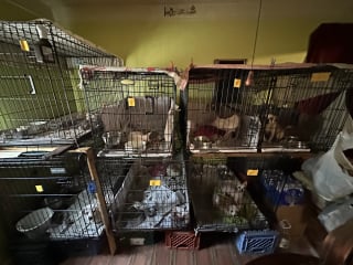 Illustration de l'article : Des sauveteurs obligés de porter des masques à gaz pour secourir une vingtaine d’animaux dans une maison insalubre