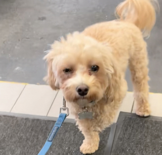 Illustration de l'article : Ce chien semblait avoir mal à une patte, sa propriétaire débourse plus de 400 euros et découvre qu’il va parfaitement bien (vidéo)