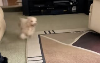 Illustration de l'article : Ce chien semblait avoir mal à une patte, sa propriétaire débourse plus de 400 euros et découvre qu’il va parfaitement bien (vidéo)
