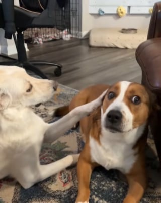 Illustration de l'article : Obnubilé par son grand frère canin, un chiot finit par gagner son cœur avec une solution attendrissante (vidéo) 