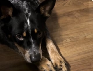 Illustration de l'article : Un chien atteint d'arthrite se remet à jouer grâce aux encouragements de son ami chat qui lui montre la voie (vidéo)