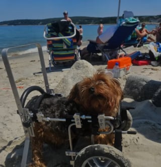 Illustration de l'article : Désespérée de ne plus pouvoir aider son chien paralysé, une femme fait la rencontre d'une femme qui va changer la vie de son toutou grâce à la luminothérapie