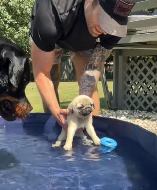 Illustration de l'article : Dans une piscine, un Rottweiler montre à sa nouvelle petite sœur comment nager (vidéo) 