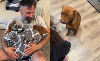 Illustration de l'article : En visite au refuge sans l'intention d'adopter, ils y rencontrent le chien le plus timide et en tombent instantanément amoureux (vidéo)