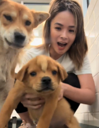 Illustration de l'article : Une famille canine, dont un chiot "licorne", s'&eacute;tant retrouv&eacute;e au refuge est &agrave; nouveau au complet gr&acirc;ce &agrave; une m&egrave;re d'accueil d&eacute;vou&eacute;e (vid&eacute;o)