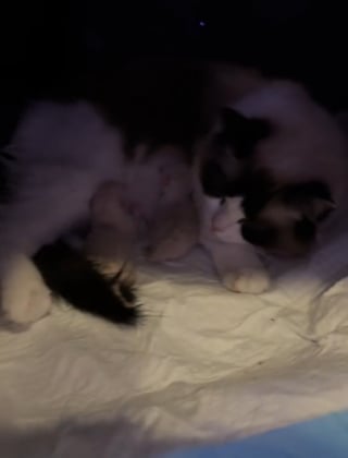 Illustration de l'article : Une famille inquiète cherche sa chatte gestante partout avant de la retrouver dans un endroit inattendu pour accoucher (vidéo)