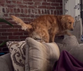 Illustration de l'article : Du canapé au rebord de la fenêtre, cette Golden Retriever suit chaque mouvement de son frère félin avec une précision (vidéo)
