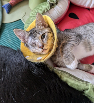 Illustration de l'article : Trouvé errant et gravement blessé à l’oeil, ce petit chaton se lie d’amitié avec un chiot de sa famille d’accueil et devient son meilleur ami