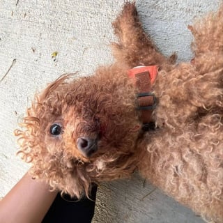 Illustration de l'article : Un chien en grand danger sur la route est secouru par un policier qui se blesse lors de sa courageuse intervention