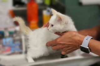 Illustration de l'article : Vetalia, le service d'urgences vétérinaires à domicile en Île-de-France disponible 24 heures sur 24 et 7 jours sur 7