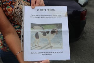 Illustration de l'article : Volée puis retrouvée au bout de 11 années, une chienne séniore réapprend à vivre auprès de son maître