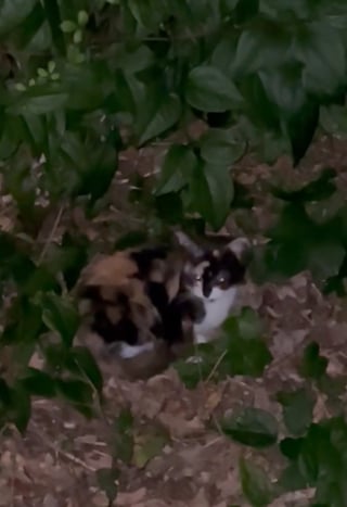 Illustration de l'article : En balade, ils entendent pendant des heures des miaulements incessants et sauvent une chatte en détresse dans la forêt (vidéo) 