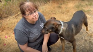 Illustration de l'article : Une dame promenant ses chiens découvre une chienne enchaînée dans les bois et sous la menace d'un feu de forêt
