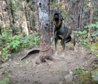 Illustration de l'article : Une dame promenant ses chiens découvre une chienne enchaînée dans les bois et sous la menace d'un feu de forêt
