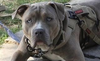 Illustration de l'article : « Je ne peux pas le rendre », la note déchirante qui se trouvait à côté de ce chien attaché à un poteau en dit long sur sa détresse