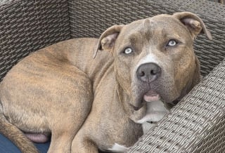Illustration de l'article : « Je ne peux pas le rendre », la note déchirante qui se trouvait à côté de ce chien attaché à un poteau en dit long sur sa détresse
