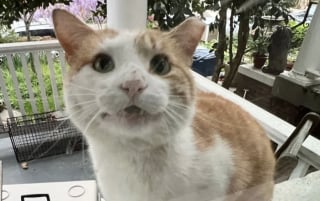 Illustration de l'article : Ce chat qui n’a connu que la rue sollicite les habitants d’un quartier pour pouvoir enfin profiter d’un lit chaud