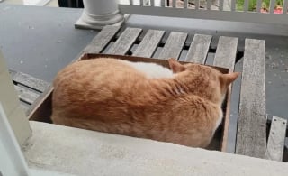 Illustration de l'article : Ce chat qui n’a connu que la rue sollicite les habitants d’un quartier pour pouvoir enfin profiter d’un lit chaud