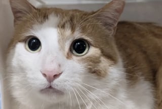 Illustration de l'article : Ce chat qui n’a connu que la rue sollicite les habitants d’un quartier pour pouvoir enfin profiter d’un lit chaud
