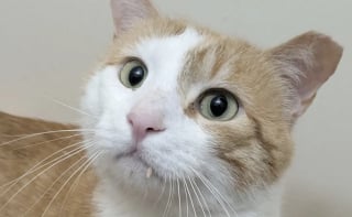 Illustration de l'article : Ce chat qui n’a connu que la rue sollicite les habitants d’un quartier pour pouvoir enfin profiter d’un lit chaud