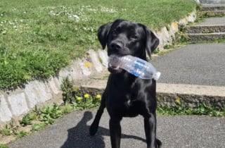 Illustration de l'article : Ce chien « incroyablement loyal et intelligent » nettoie les plages aux côtés de son propriétaire investi dans l’écologie