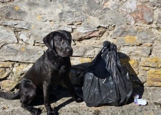 Illustration de l'article : Ce chien « incroyablement loyal et intelligent » nettoie les plages aux côtés de son propriétaire investi dans l’écologie