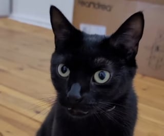 Illustration de l'article : Le dialogue surréaliste et drôle entre une chatte mécontente de l'arrivée d'un jeune congénère et ses propriétaires (vidéo)