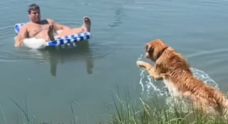 Illustration de l'article : 2 Golden Retrievers paniquent en voyant leur maître "en danger" sur une chaise flottante et sautent à l'eau pour le sauver (vidéo)