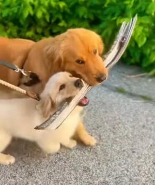Illustration de l'article : 2 Golden Retrievers paniquent en voyant leur maître "en danger" sur une chaise flottante et sautent à l'eau pour le sauver (vidéo)
