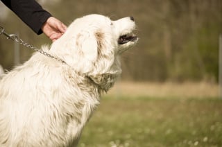 Illustration de l'article : Face à une vague d'empoisonnements de chiens, une association appelle les maîtres à l’union et la vigilance