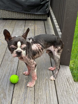 Illustration de l'article : Un Boston Terrier découvert malade et squelettique devant un magasin vit une métamorphose pour un nouveau départ au sein d'une famille aimante