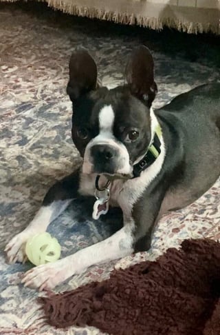Illustration de l'article : Un Boston Terrier découvert malade et squelettique devant un magasin vit une métamorphose pour un nouveau départ au sein d'une famille aimante