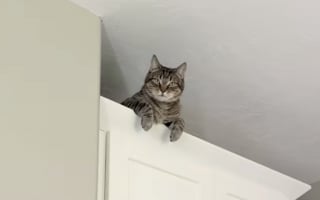 Illustration de l'article : Ce chat tente par tous les moyens d’échapper à son rendez-vous chez le vétérinaire et termine sur le sommet d’un meuble inatteignable (vidéo)