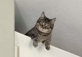 Illustration de l'article : Ce chat tente par tous les moyens d’échapper à son rendez-vous chez le vétérinaire et termine sur le sommet d’un meuble inatteignable (vidéo)