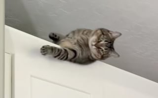 Illustration de l'article : Ce chat tente par tous les moyens d’échapper à son rendez-vous chez le vétérinaire et termine sur le sommet d’un meuble inatteignable (vidéo)
