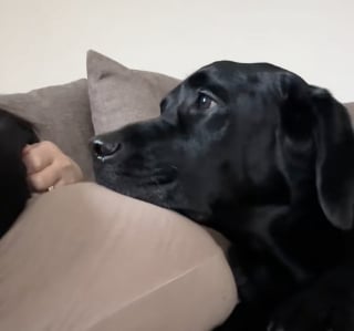 Illustration de l'article : Cette maman est émue lorsqu’elle comprend que son chien sait parfaitement qu’elle attend un heureux événement (vidéo)