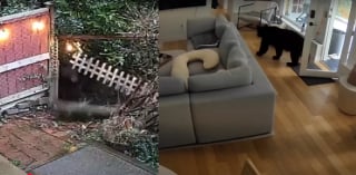Illustration de l'article : Un minuscule Loulou de Poméranie fait courageusement face à un ours ayant détruit la clôture pour s'introduire chez ses maîtres