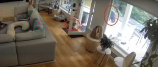 Illustration de l'article : Un minuscule Loulou de Poméranie fait courageusement face à un ours ayant détruit la clôture pour s'introduire chez ses maîtres
